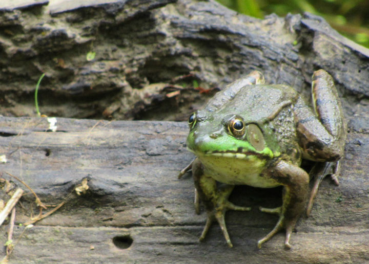 Green Frog